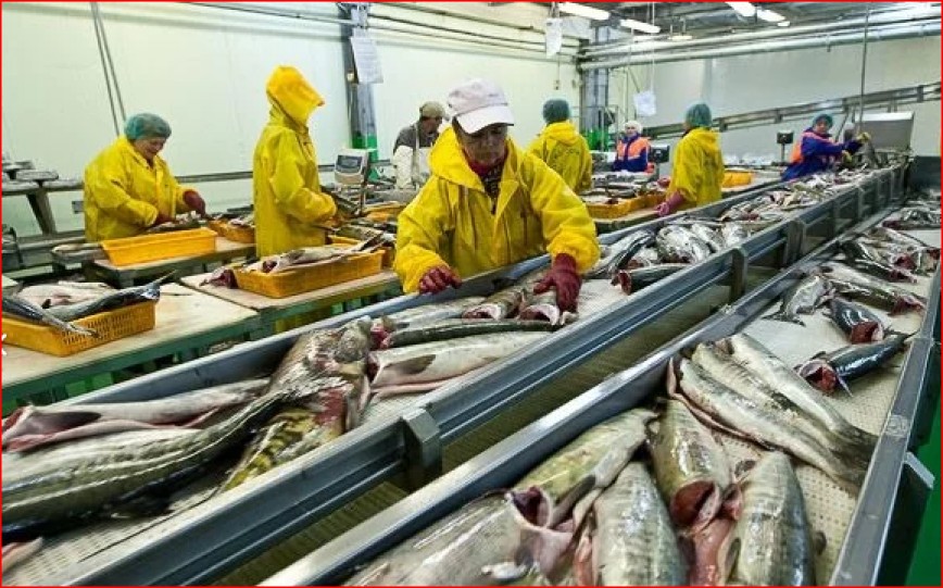Продается рыбоперерабатывающий завод с квотами